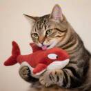 梁一阔的头像-cok论坛 - AGREE动漫游戏